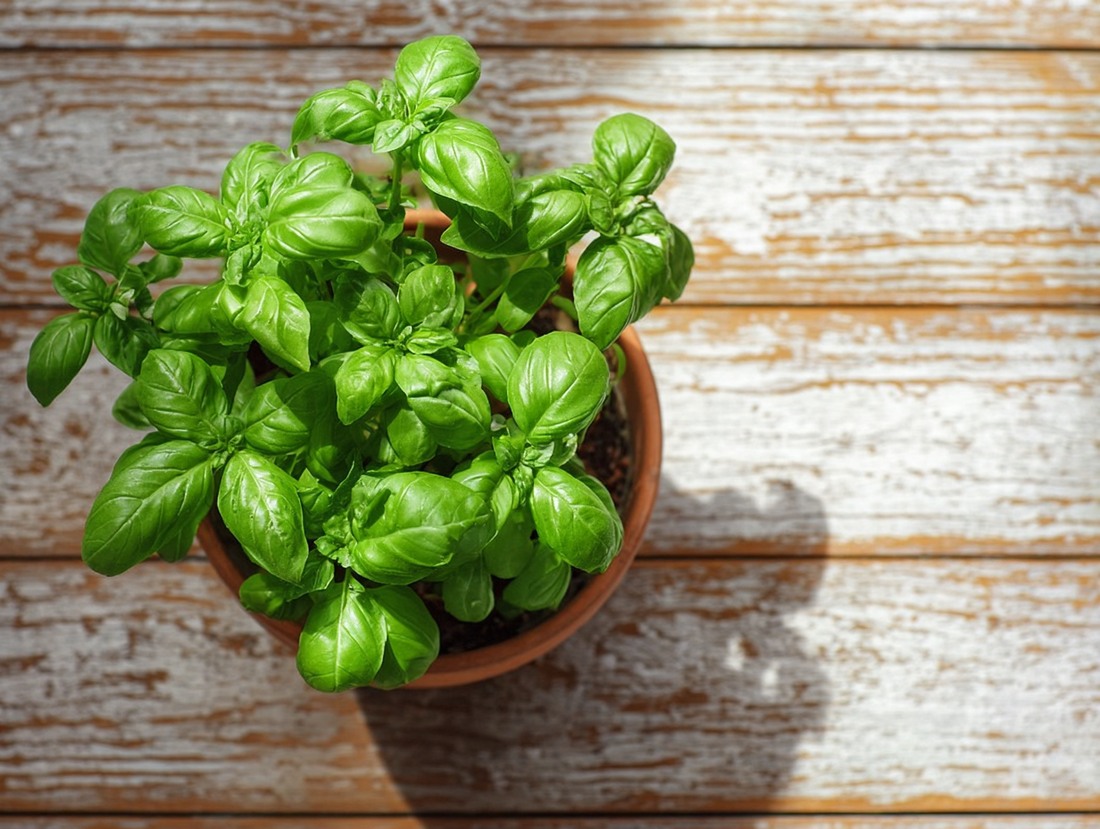 Italian Basil - Organo Republic seeds store Italian Basil