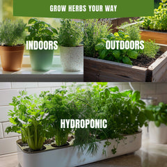 Chervil Seeds 300+ Seeds – Non-GMO Gourmet Culinary Herb - Organo Republic seeds store Chervil Seeds 300+ Seeds – Non-GMO Gourmet Culinary Herb