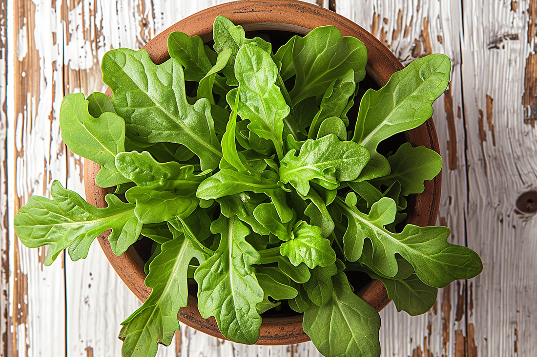 Arugula Roquette