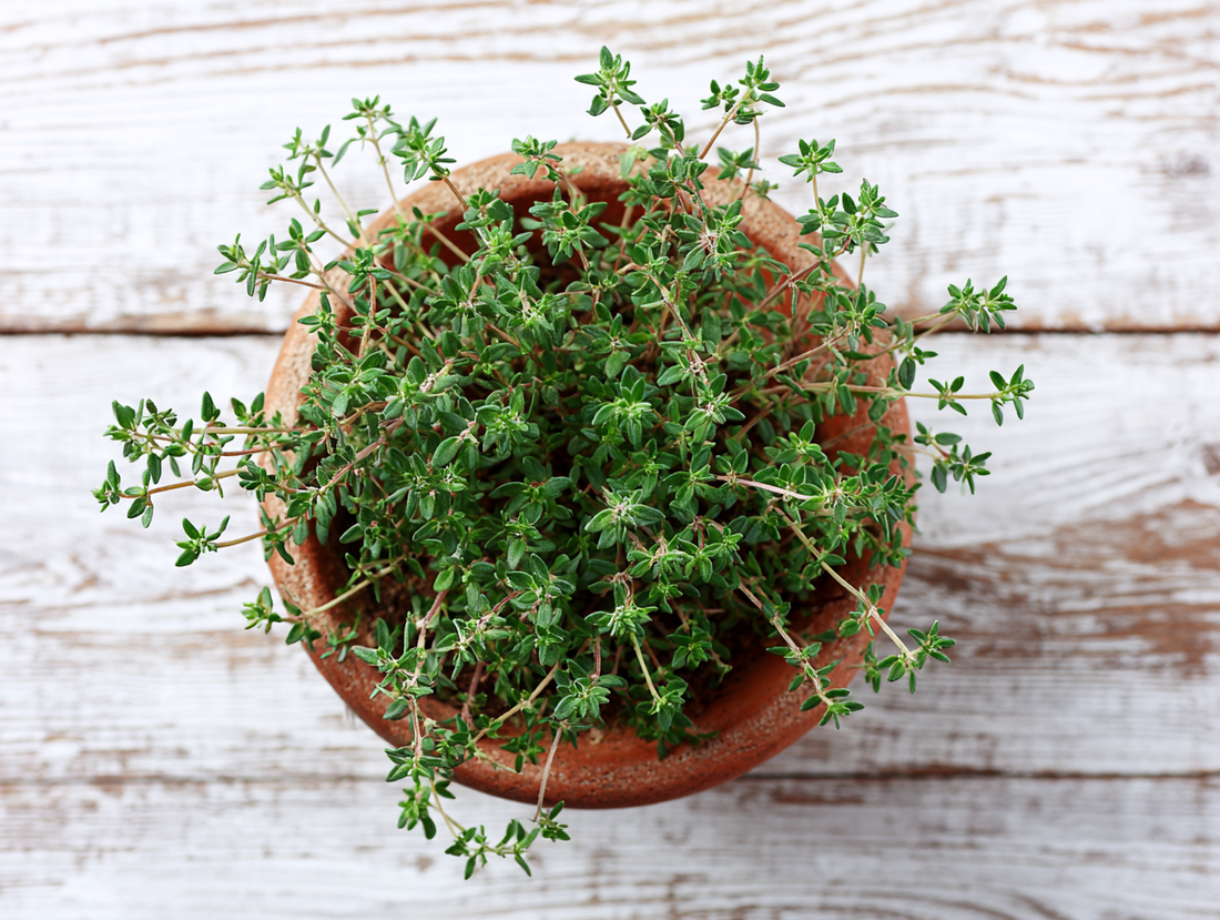 Thyme