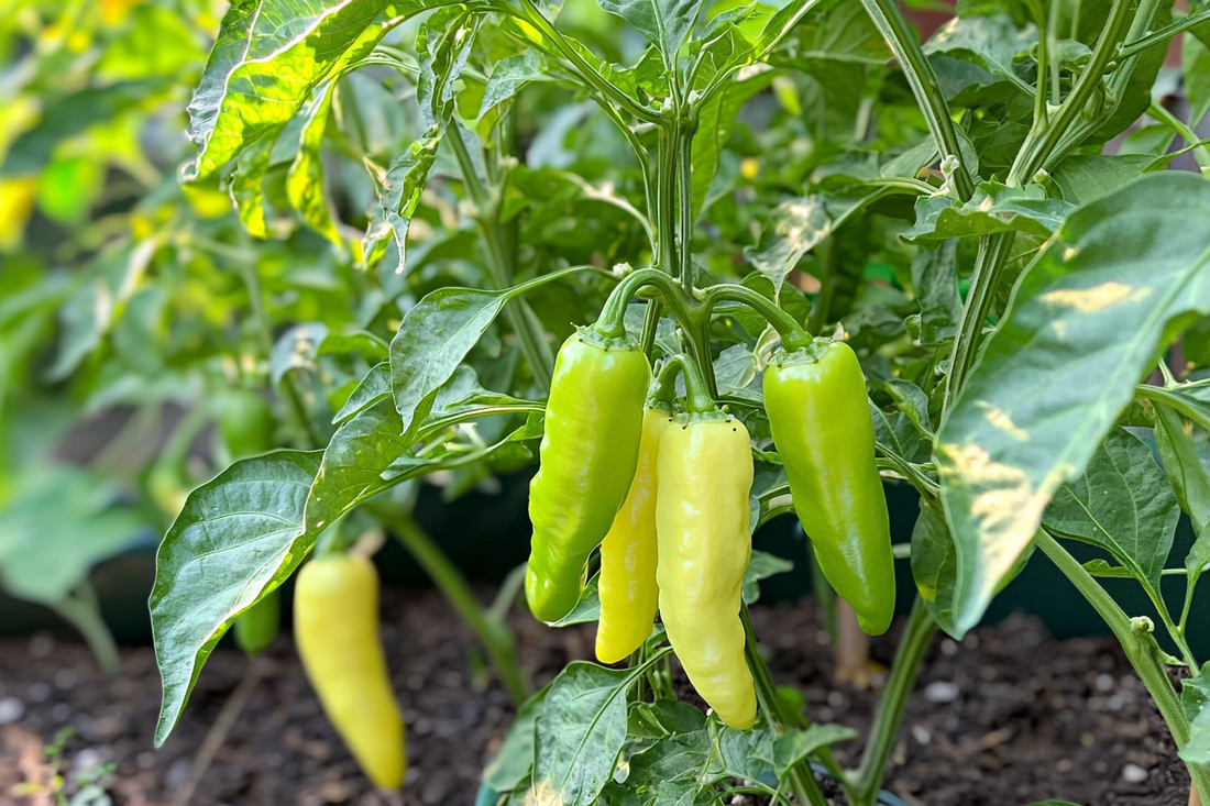 Pepper Pepperoncini