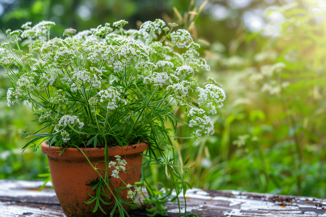 Anise