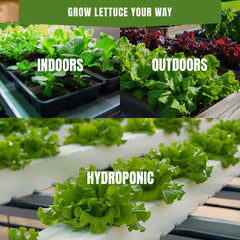 Mâche Corn Salad Seeds 500+ Seeds – Non-GMO Cold-Hardy Salad Greens