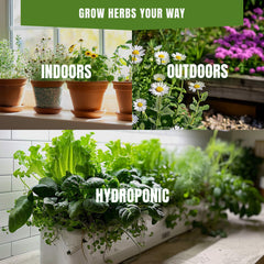 Chicory Seeds 300+ Seeds – Non-GMO Heirloom Leafy Green Herb