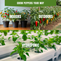 Jalapeno Pepper Seeds 50+ Seeds – Non-GMO Medium-Hot Chili Pepper