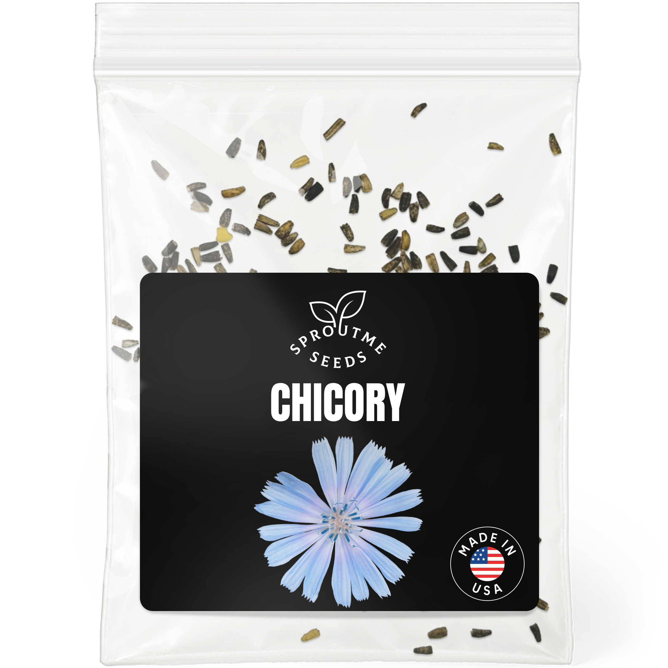 Chicory Seeds 300+ Seeds – Non-GMO Heirloom Leafy Green Herb