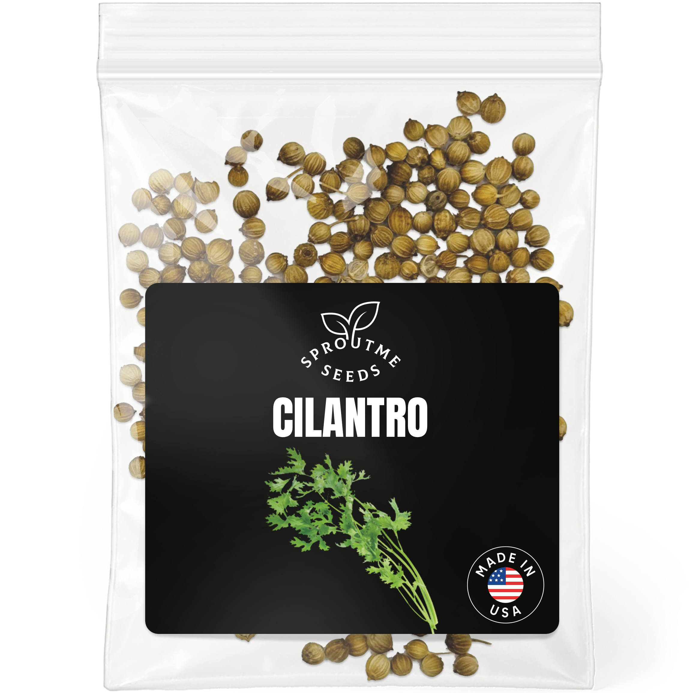 Cilantro Seeds 200+ Seeds – Non-GMO Fresh Culinary Herb