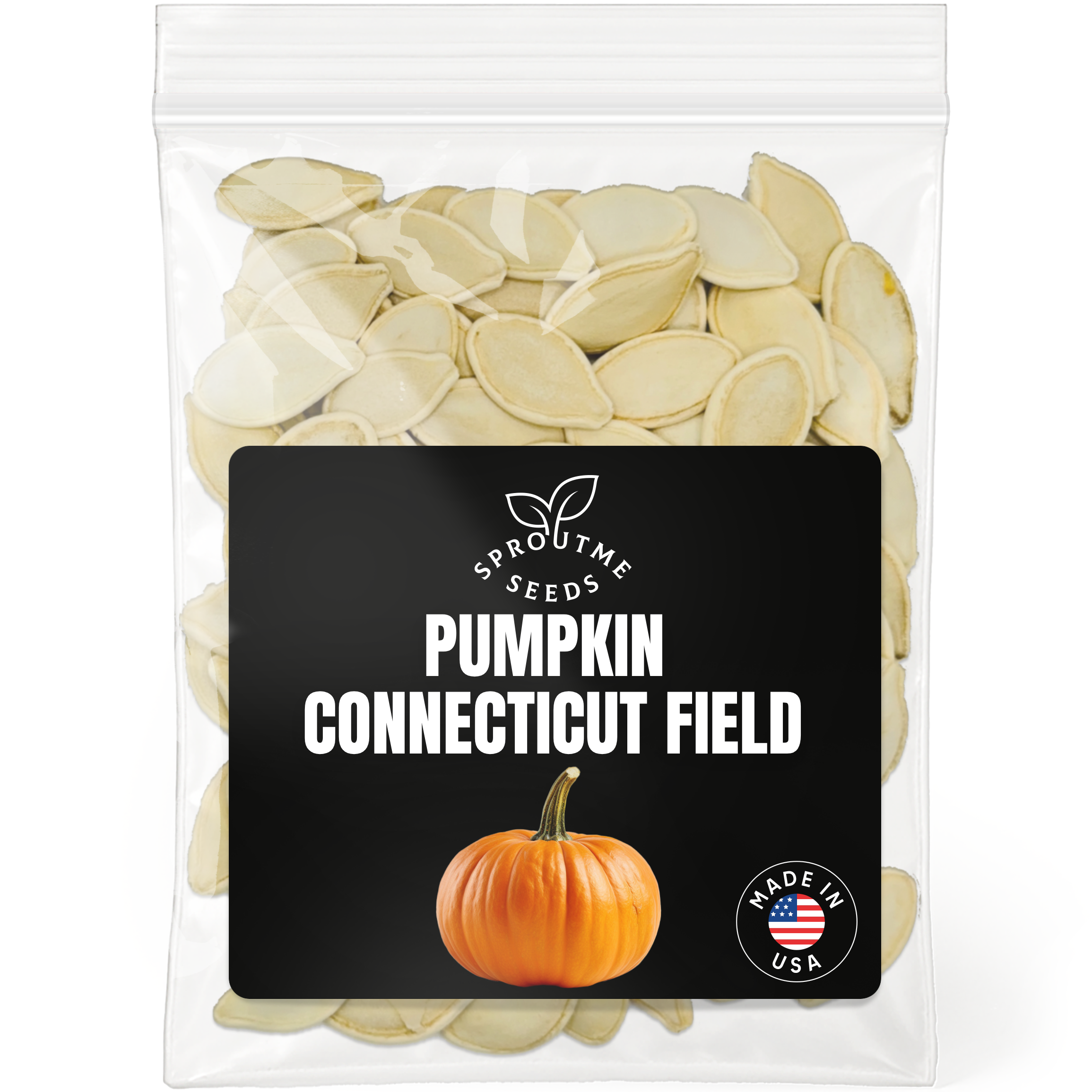 Pumpkin Connecticut Field Seeds 100+ Seeds – Non-GMO Heirloom Pumpkin